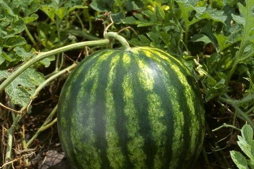 吃瓜网官网 每日更新今日有料,揭秘今日热点事件，一网打尽娱乐圈有料资讯