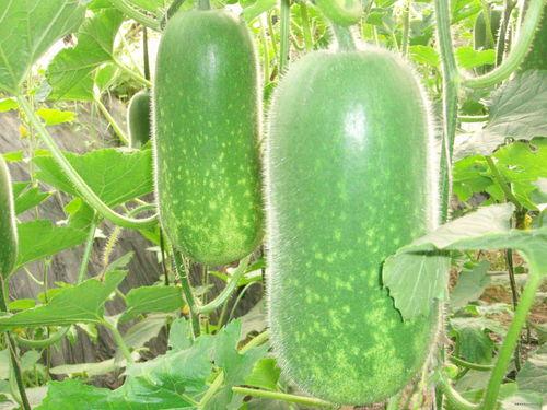 热门大瓜有哪些 独家爆料吃瓜视频,独家爆料，吃瓜视频大放送！